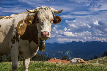 Fototapeta na wymiar Kuh mit treuem Blick auf einer Bergalm bei Bad Tölz