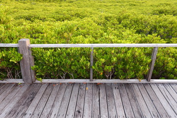 Fototapeta na wymiar Walkway made from wood and mangrove field 