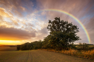 Kolorowa tęcza nad polem po przejściu porannej ulewy © Mike Mareen