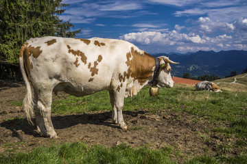 Fototapeta na wymiar Kuhweide auf dem Blomberg mit Blick auf Heiglkopf und bayerische Alpen