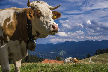Fototapeta na wymiar Bayern, Berge, weiß-blauer Himmel und Kühe fürs perfekte bayerische Klischee 