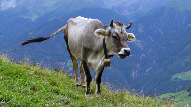 Cow on a pasture in the mountains, Tirol, Austria, Europe
