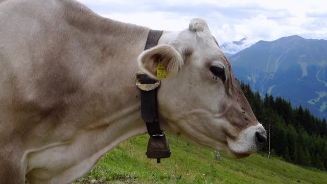 Cow on a pasture in the mountains, Tirol, Austria, Europe