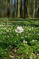 Frühjahr - Ein Teddybär in schickt Blumengrüße