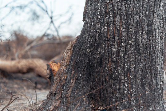 Charred Trunk Of Tree