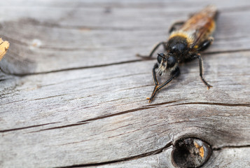 insect bee close-up