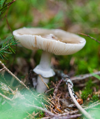 poisonous mushroom closeup