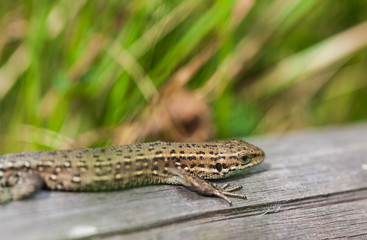 small lizard