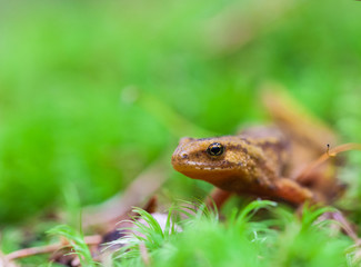 small lizard