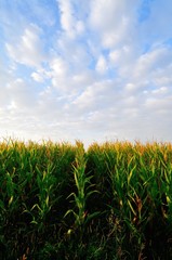 Corn field at early autumn,