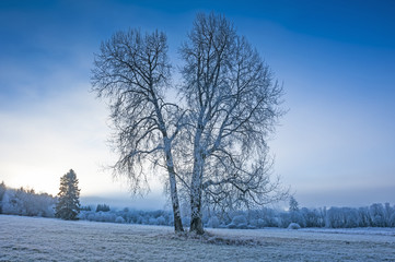 frozen landscape