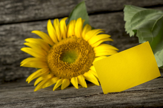 Blank yellow greeting card and a beautiful blooming sunflower on
