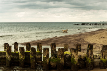 dog in the sea © summit fever