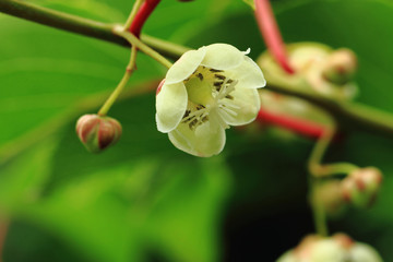 kiwi flowers