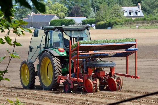 Un tracteur dans un champ et un paysan qui repique des choux