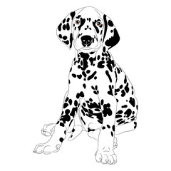 Dalmatian dog Puppy