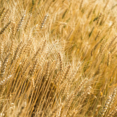 the wheat