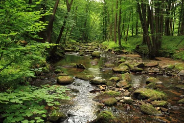 Selbstklebende Fototapete Fluss Fluss im Frühlingswald