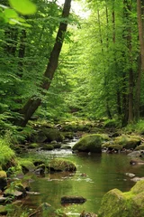 Wandcirkels plexiglas rivier in het lentebos © jonnysek