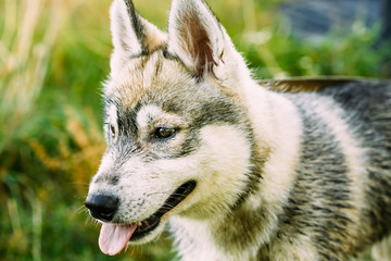 Young Happy Husky Eskimo Dog Sitting In Grass Outdoor