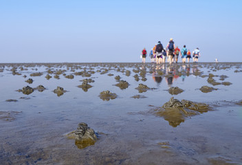 Wattwanderung im Wattenmeer mit Wattwurm