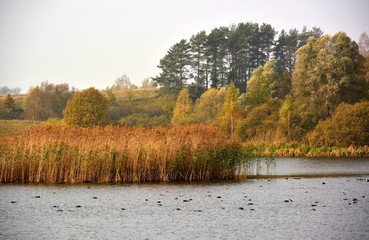 Autumn landscape with marsh
