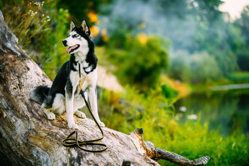 Young Happy Husky Eskimo Dog Sitting On Trunk Of A Fallen Tree