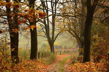 Fototapeta premium road in autumn forest