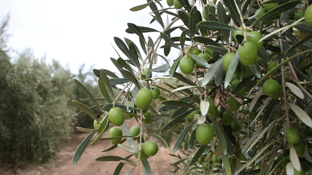 Olive Branches With Green Olives