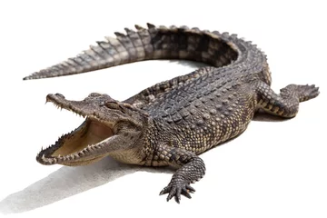 Keuken foto achterwand Krokodil krokodil