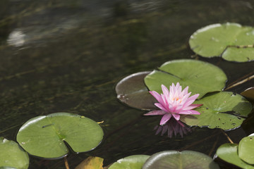 水面に映り込むスイレン