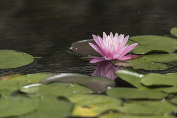 水面に映り込むスイレン