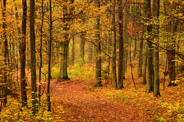 Obraz premium road in autumn forest