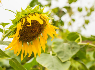 Close-up view of single drooping and wilted sunflower