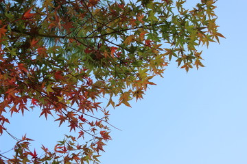 色づき始めた鞍ヶ池公園の楓の葉