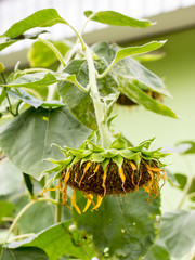 Close-up view of single drooping and wilted sunflower