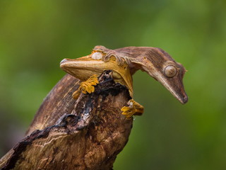 leaf-tailed gecko. Madagascar. 