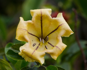 Big Tropical flower yellow. Madagascar.