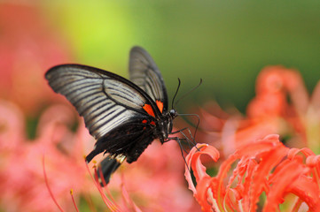 曼珠沙華のアゲハ