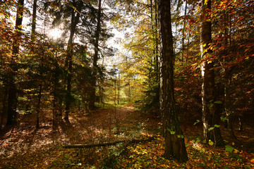 road in autumn forest