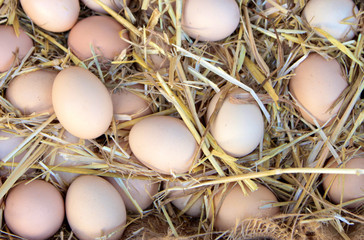 Organic farm eggs on straw