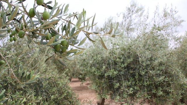 Olive Trees With Unripe Olives