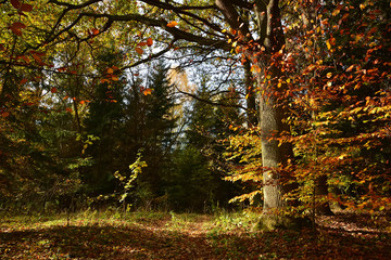 Obraz premium road in autumn forest