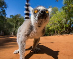 Ring-tailed lemur. Madagascar. Funny picture.