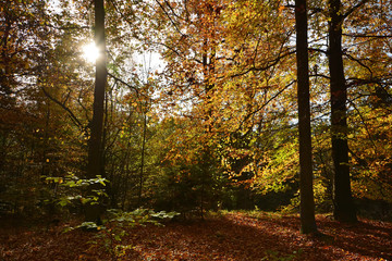 road in autumn forest