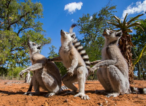 Ring-tailed lemur. Madagascar. Funny picture.