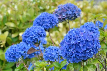 magnifique hortensia bleu de Bretagne © aquaphoto