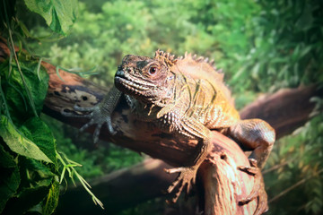 Lizard close-up portrait
