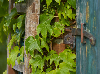Wilder Wein mit Verschlag und Leiter Idyll