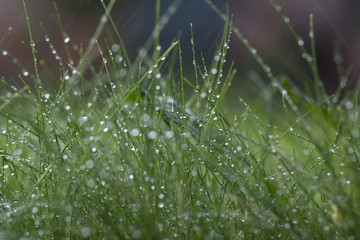 Grass with dew drops